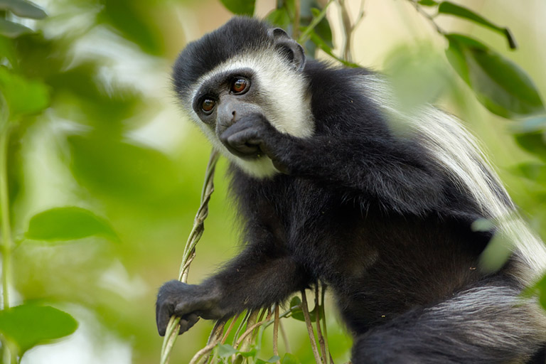 Arusha National Park