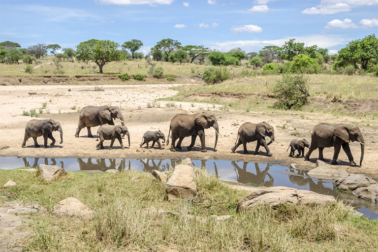 Tarangire National Park