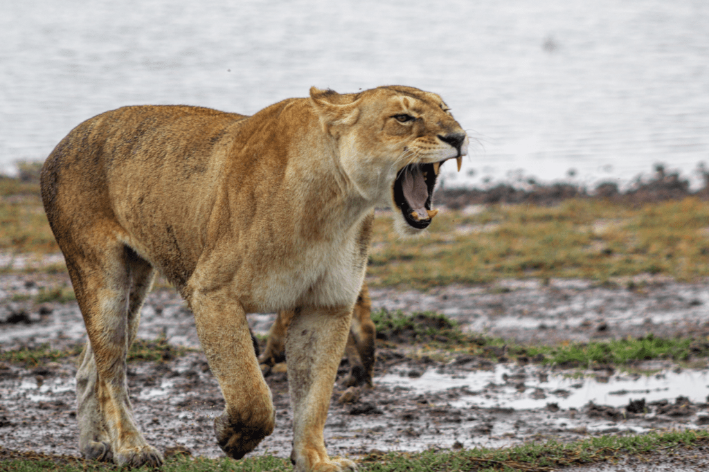 Lion King 6-days Tanzania Wildlife Safari