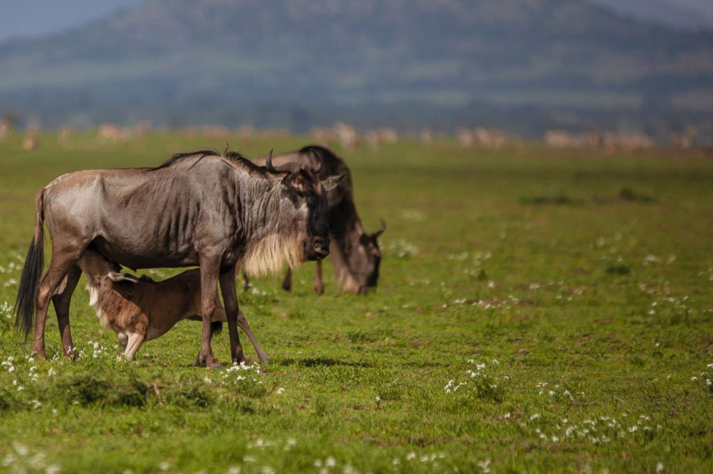 Wildebeest Migration 5 Days – Calving Season (January – March) 