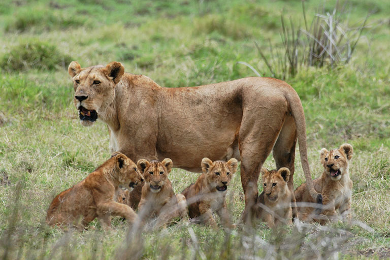 Tanzania Luxury 6 Days Wildlife Safari