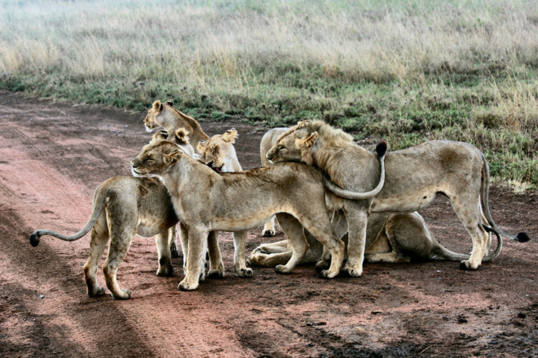 Family Safari Tours