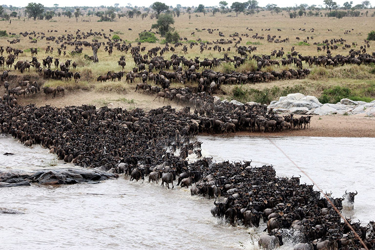 Serengeti Migration Safari